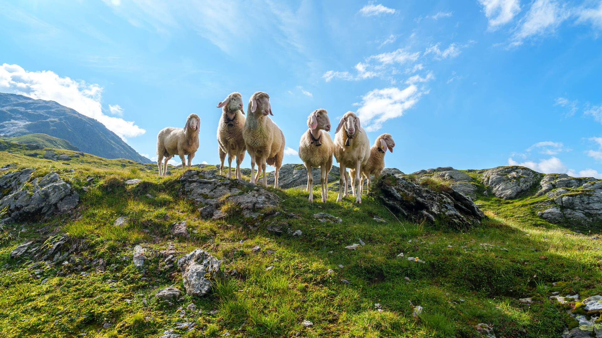 Natur Zillertal