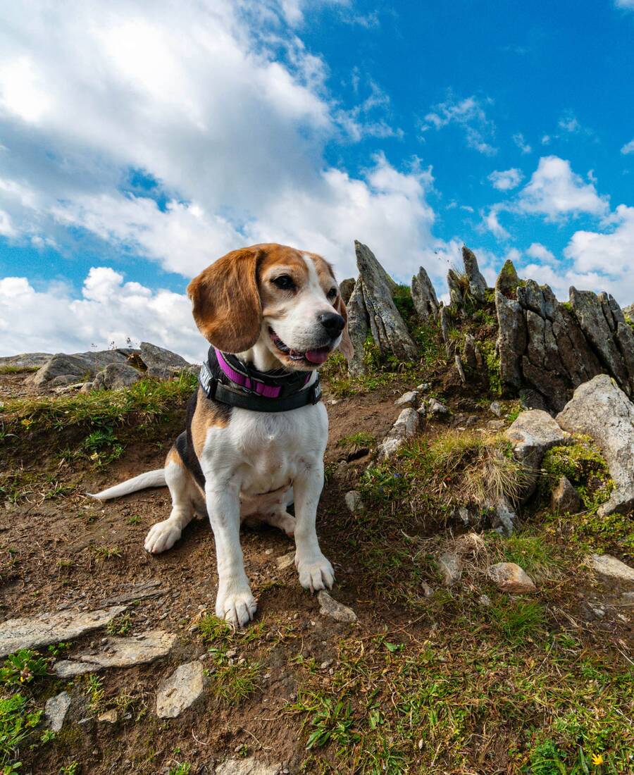 Holiday with Your Dog