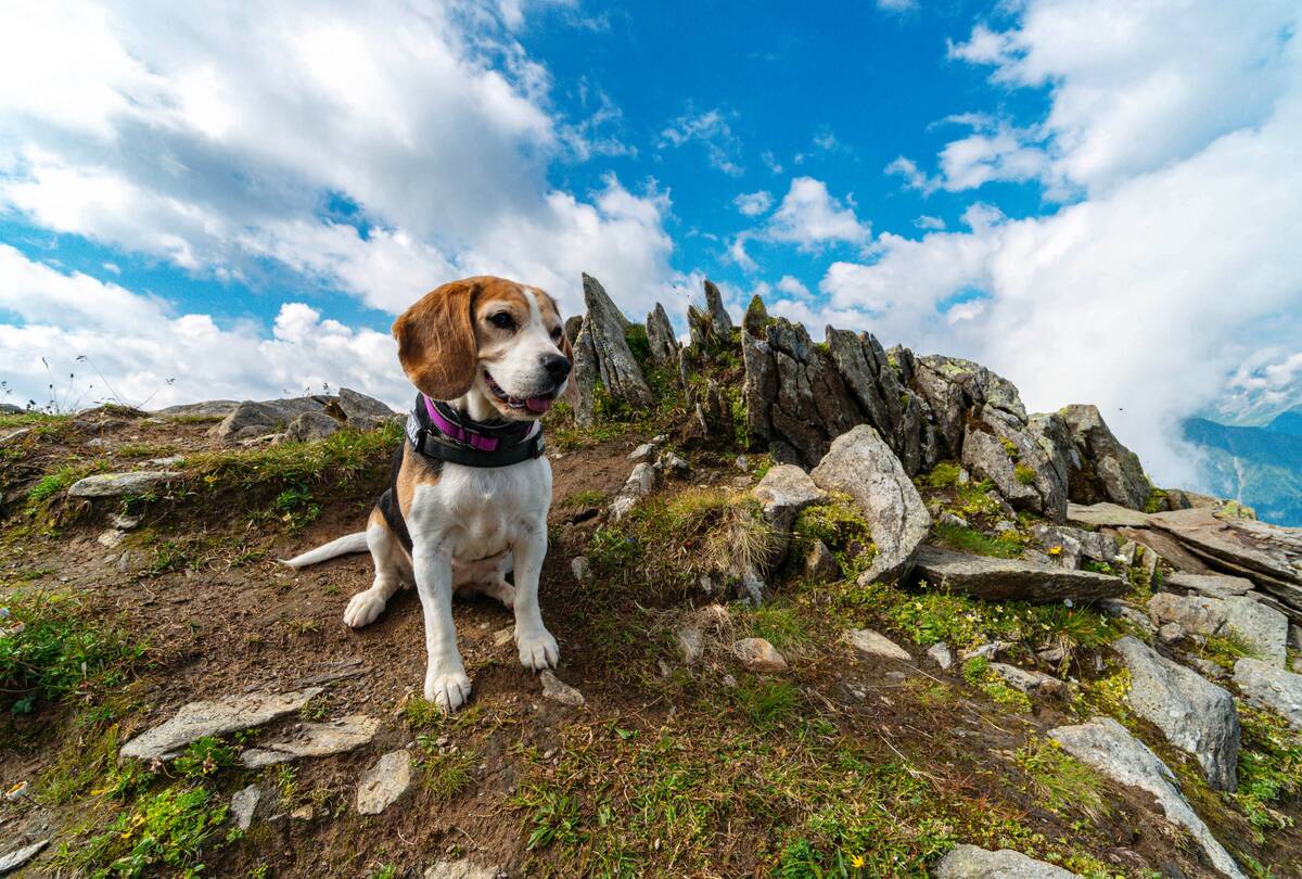 Urlaub mit Hund Zillertal