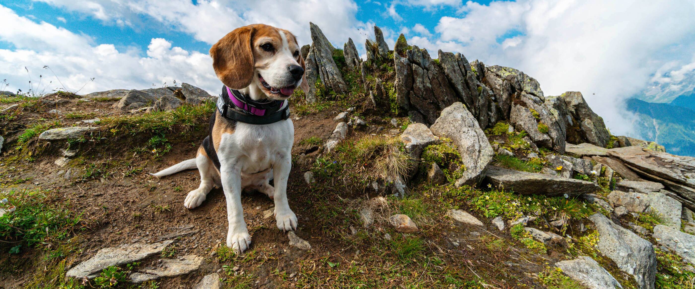 Zillertal Holidays with dog