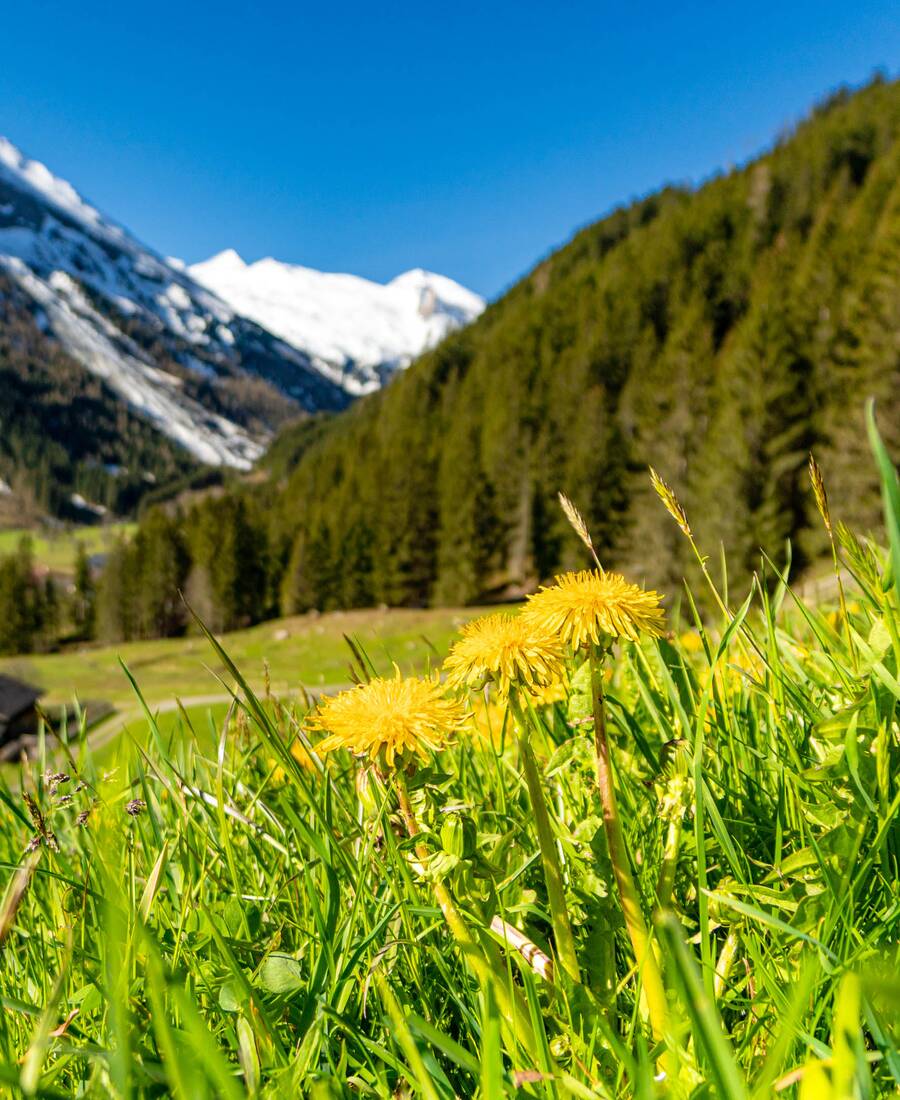 Frühling Zillertal