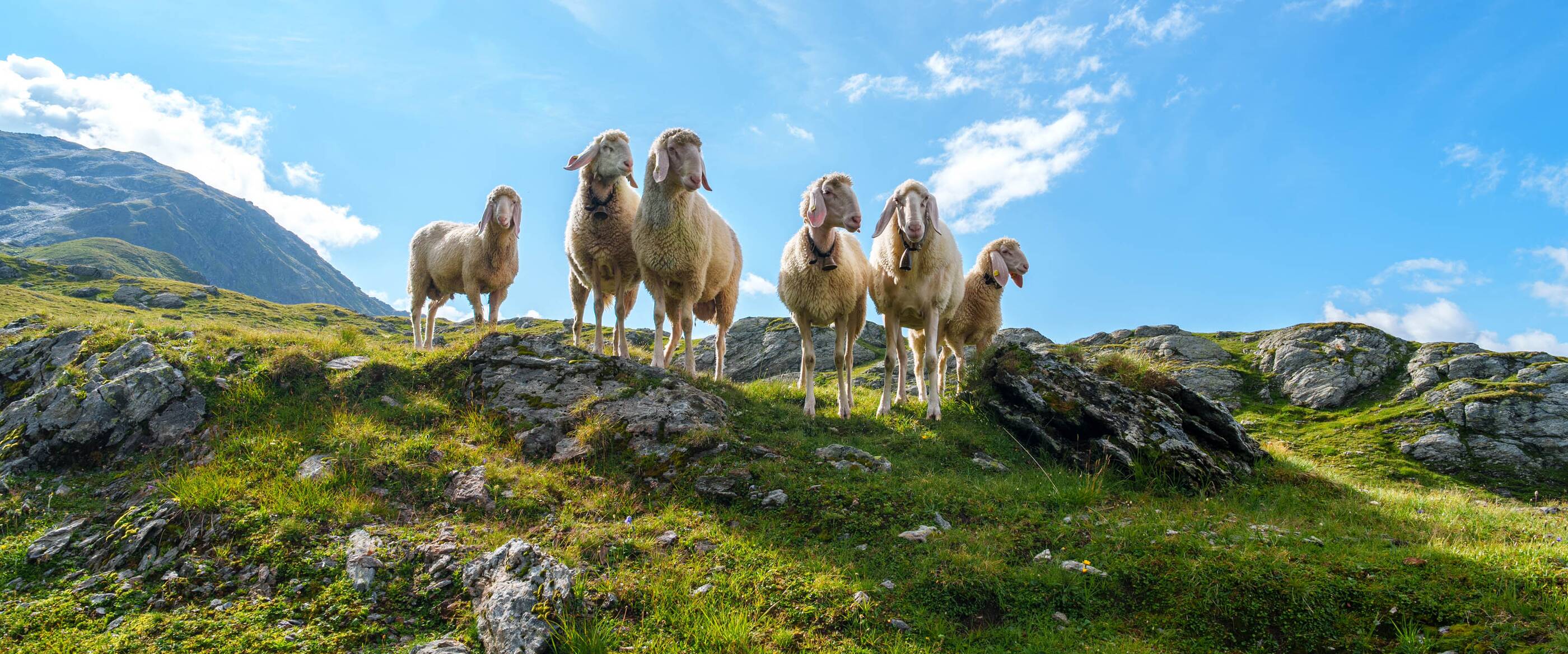 Nature Zillertal