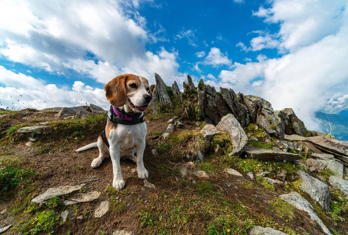 Urlaub mit Hund Zillertal