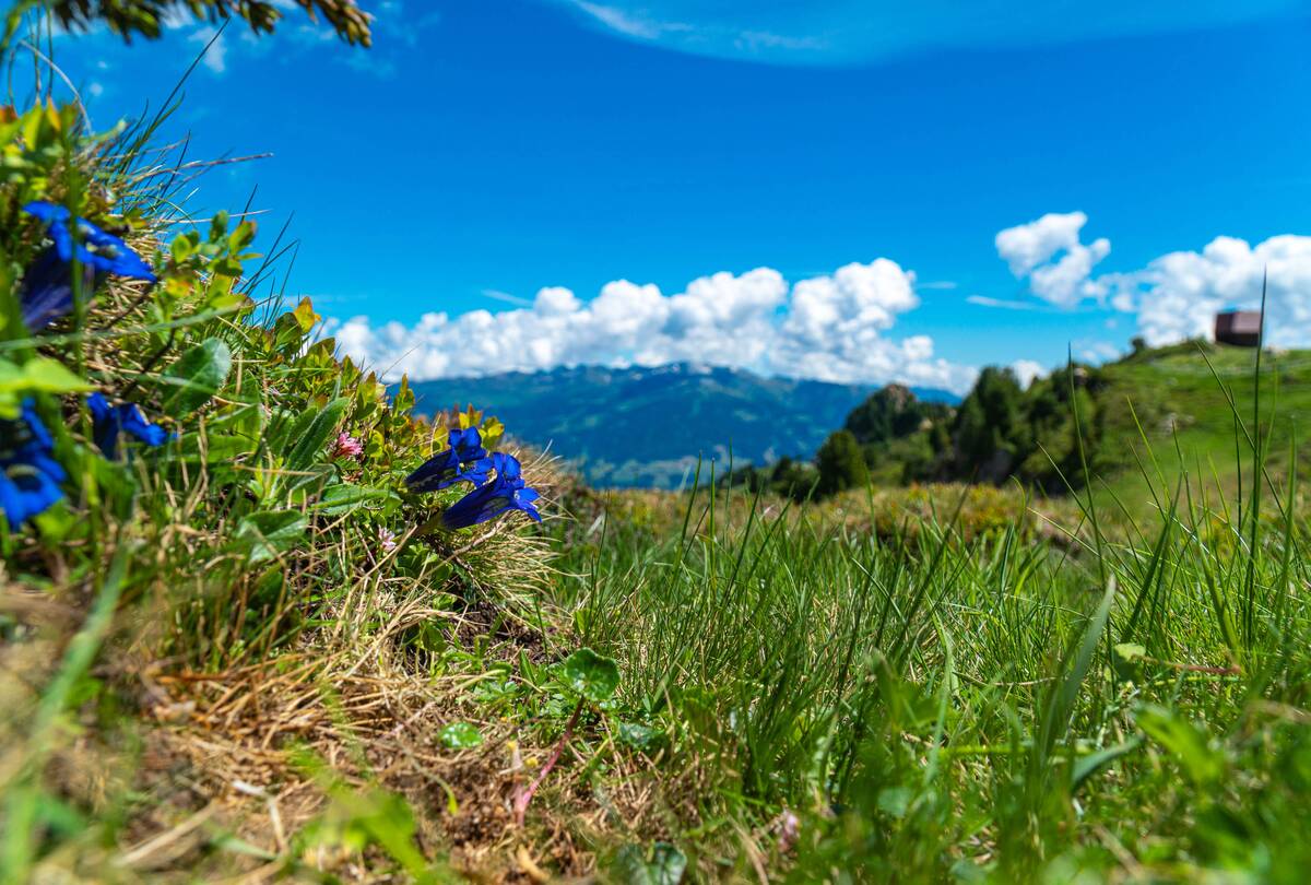 Nature Zillertal